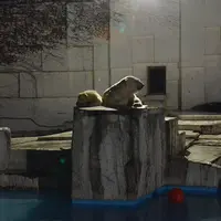 円山動物園の写真・動画_image_13669
