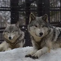 円山動物園の写真・動画_image_13682