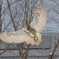 円山動物園の写真・動画_image_13683