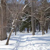 円山公園の写真・動画_image_13686