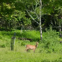 日光国立公園 中禅寺湖畔の写真・動画_image_13816