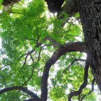新熊野神社の写真・動画_image_142489