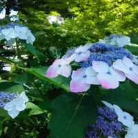 智積院の写真・動画_image_142496