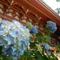 智積院の写真・動画_image_142585