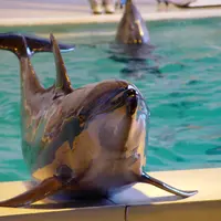 おたる水族館の写真・動画_image_143648