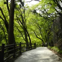 養老の滝の写真・動画_image_14562
