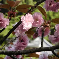 養老公園の写真・動画_image_14574