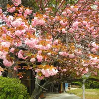 大菩提寺の写真・動画_image_14576