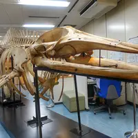 港区立港郷土資料館の写真・動画_image_145867
