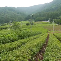 岐阜のマチュピチュの写真・動画_image_145951