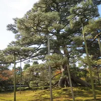 兼六園の写真・動画_image_14847