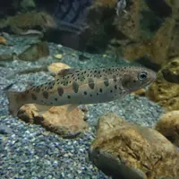 おたる水族館の写真・動画_image_149572