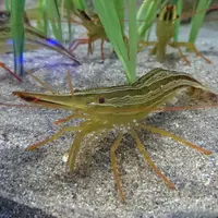 おたる水族館の写真・動画_image_149575
