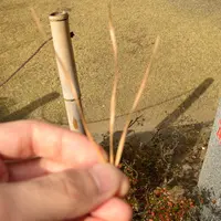 武田神社の写真・動画_image_15005
