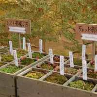 銀閣寺(東山慈照寺)の写真・動画_image_15267
