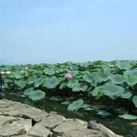 市立水生植物公園みずの森の写真・動画_image_15464