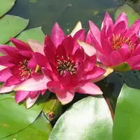 市立水生植物公園みずの森の写真・動画_image_15465