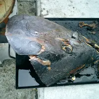 大間崎の写真・動画_image_15505