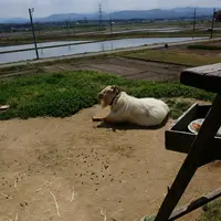ヨシタベーカリーの写真・動画_image_15666