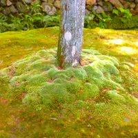 西芳寺の写真・動画_image_15873