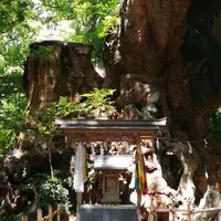 來宮神社の写真・動画_image_159776