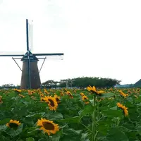 佐倉ふるさと広場の写真・動画_image_159844