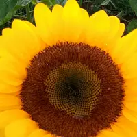 佐倉ふるさと広場の写真・動画_image_159845