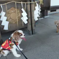  神祇大社の写真・動画_image_159858