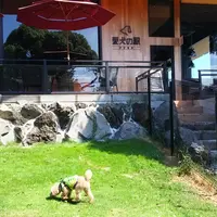 愛犬の駅 伊豆高原の写真・動画_image_159876