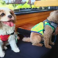 愛犬の駅 伊豆高原の写真・動画_image_159878