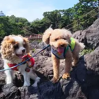 城ヶ崎海岸の写真・動画_image_159880