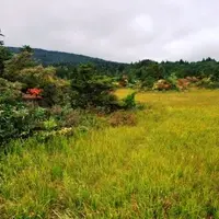 睡蓮沼の写真・動画_image_16036