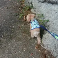 昇仙峡の写真・動画_image_160373