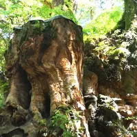 來宮神社の写真・動画_image_160764