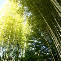 ひよどり坂の写真・動画_image_16199