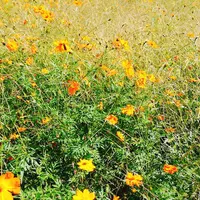 宮ヶ瀬湖畔園地の写真・動画_image_162255
