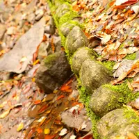 養老渓谷の写真・動画_image_16351
