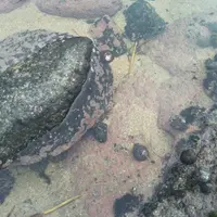 志賀島の写真・動画_image_167685