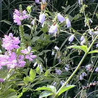 向島百花園の写真・動画_image_1692
