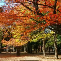 砧公園の写真・動画_image_169862