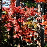 豪徳寺の写真・動画_image_169869