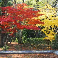 将軍池公園の写真・動画_image_170801