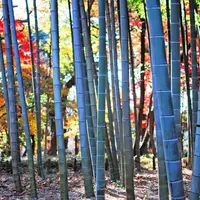 蘆花恒春園の写真・動画_image_170807