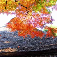 蘆花恒春園の写真・動画_image_170809