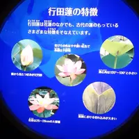 古代蓮の里の写真・動画_image_174645