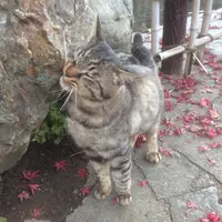 上尾丸山公園の写真・動画_image_17465
