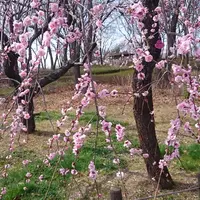 府中市郷土の森博物館の蝋梅の写真・動画_image_175510