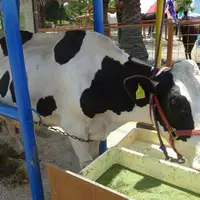 ワールド牧場の写真・動画_image_1761