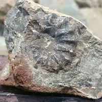 トリゴニア化石採集場の写真・動画_image_178040