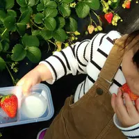 館山いちご狩りセンターの写真・動画_image_179280